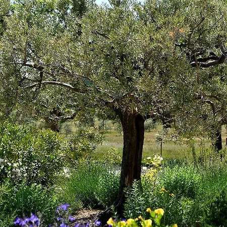 Bed & Breakfast Mas Des Olives *